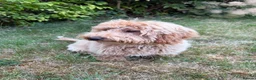 Poochon dogs for sale: Beautiful 6 month old Poochon for rehoming - Advert 7