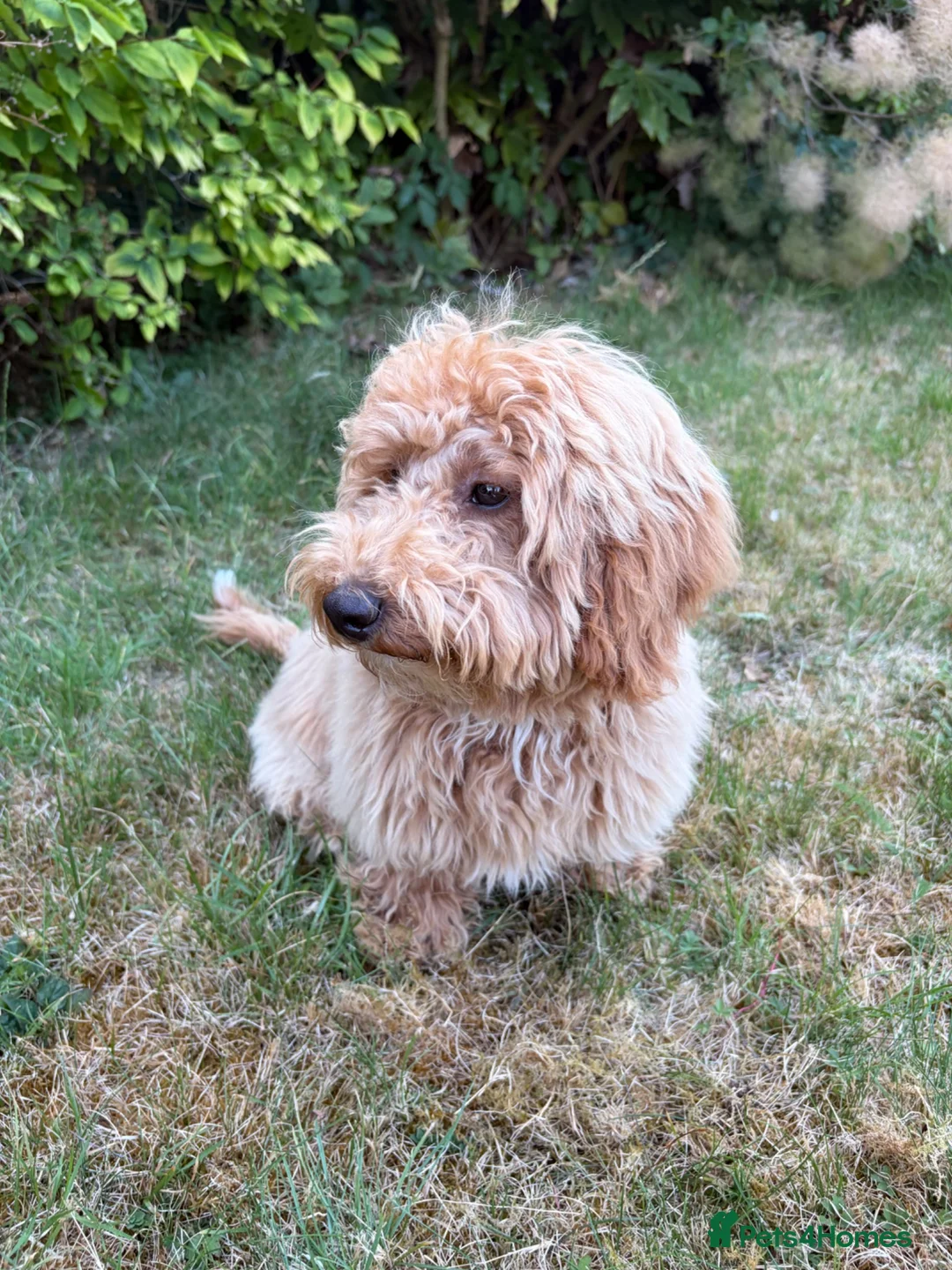 Poochon dogs for sale: Beautiful 6 month old Poochon for rehoming - Advert 7