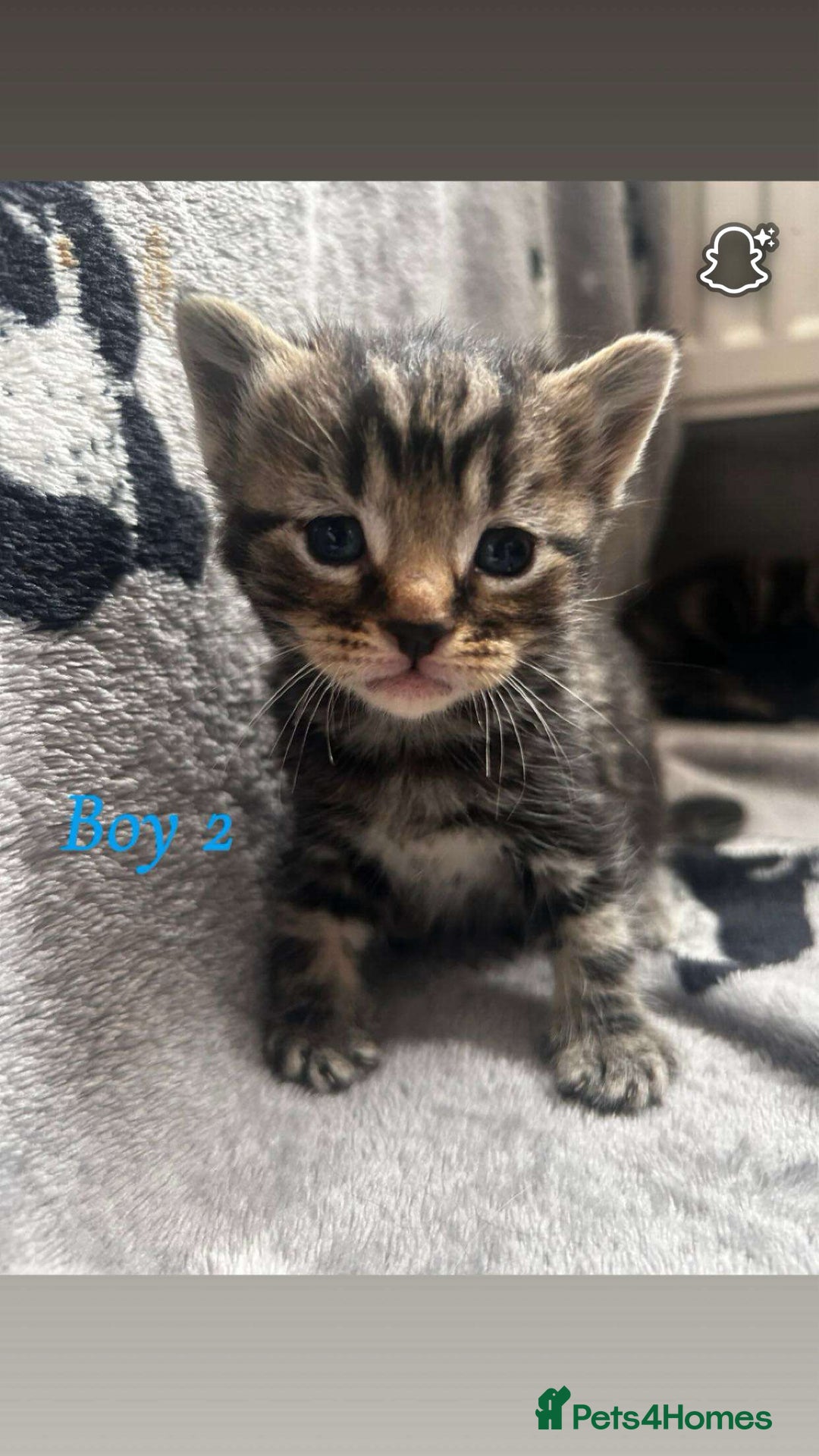 Mixed Breed cats for sale: Mainecoon mixed kittens.  - Image 2