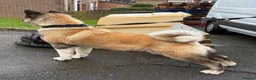 Akita dogs for sale: Beautiful female American Akita for sale . - Advert 4