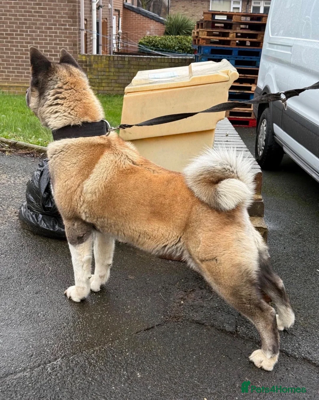 Akita dogs for sale: Beautiful female American Akita for sale . - Advert 4