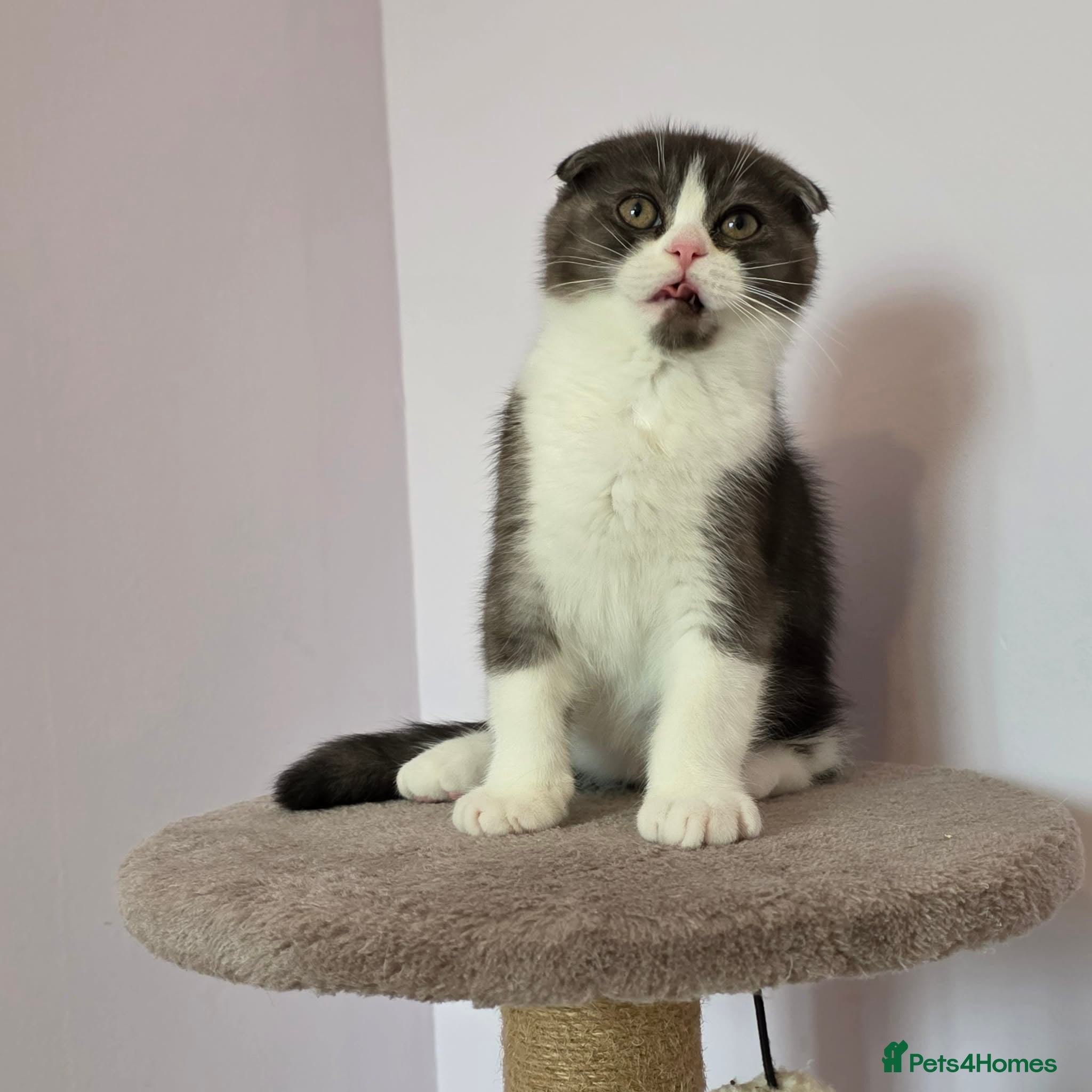 Scottish Fold cats Pedigree Scottish fold - Advert 2