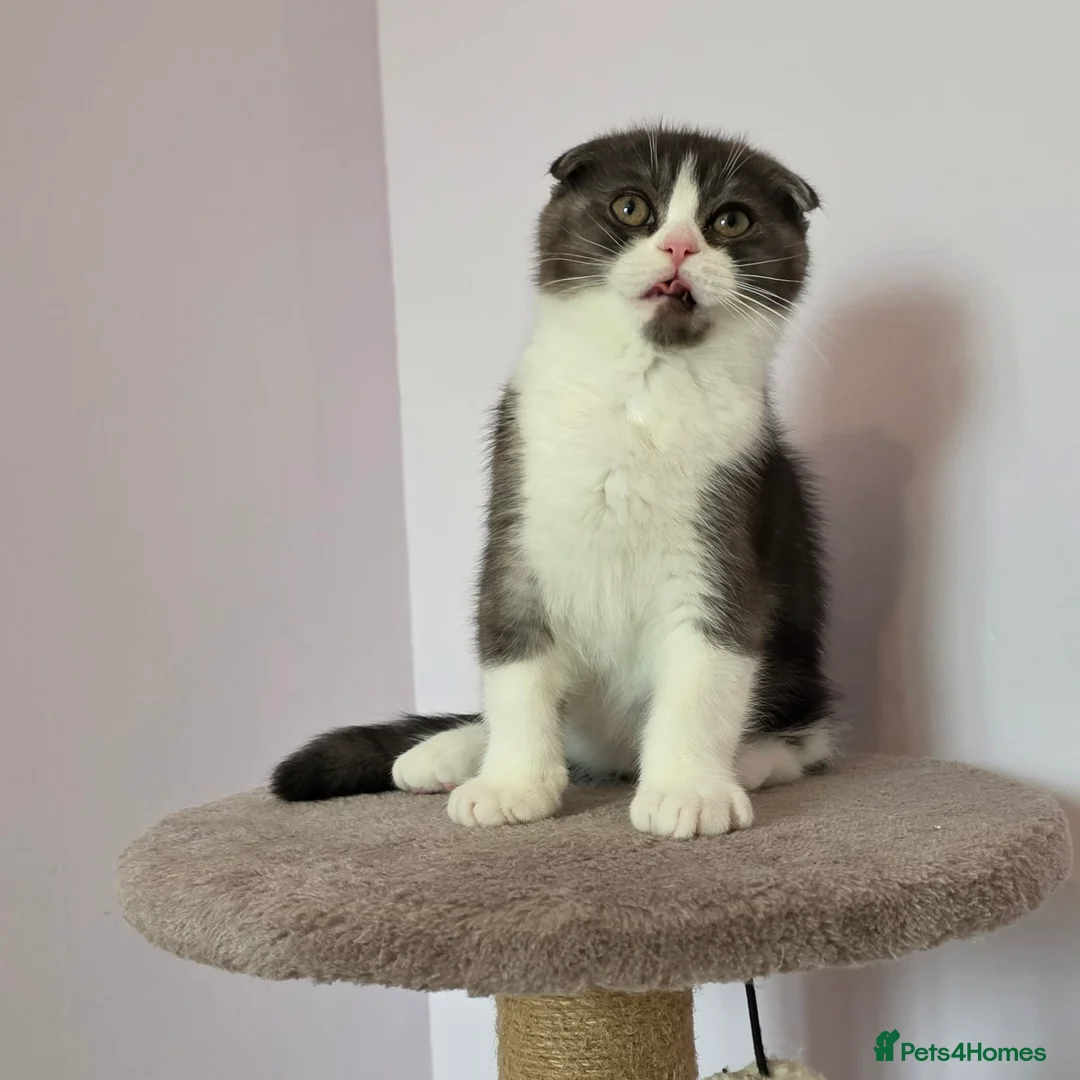 Scottish Fold cats for sale: Pedigree Scottish fold - Advert 1