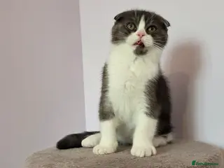 Scottish Fold cats Pedigree Scottish fold - Advert 2