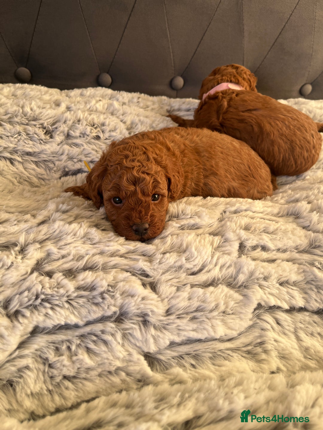 Toy Poodle dogs for sale: Toy poodle puppies - Advert 28