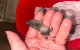 Mouse rodents for sale: Fancy mice 3 boys available  - Image 22