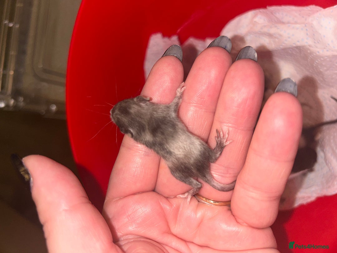 Mouse rodents for sale: Fancy mice 3 boys available  - Image 22