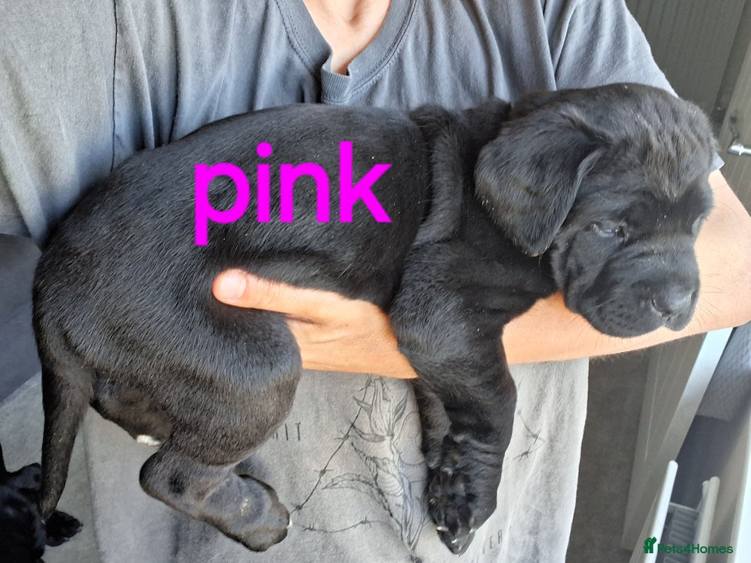 Cane Corso dogs for sale: Gorgeous Cane Corso pups - 2 chunky girls left! - Image 1