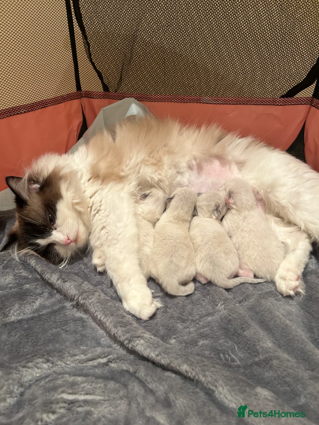 Ragdoll cats for sale: Beautiful Ragdoll Kittens  - Advert 13