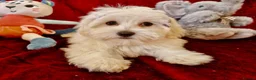 Maltipoo dogs for sale: STUNNING MALTIPOO GIRLS READY TO LEAVE NOW!  - Advert 2