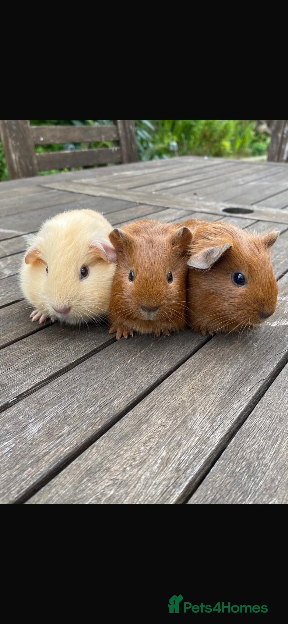 Guinea Pig rodents Guinea pigs - Advert 2