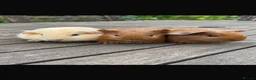Guinea Pig rodents for sale: Guinea pigs in Holsworthy - Advert 2