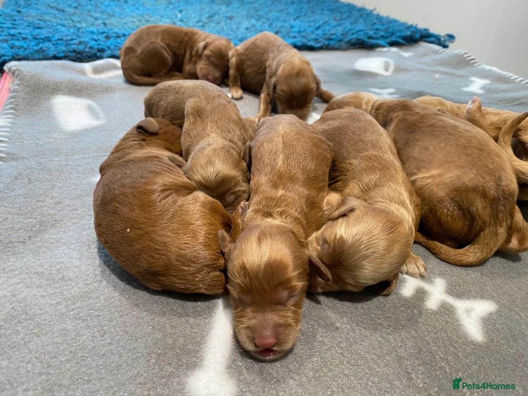 Golden Retriever dogs for sale: Dark Golden KC registered Golden retrievers - Advert 21