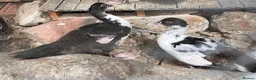 Ducks poultry for sale: Muscovy pairs  - Advert 1