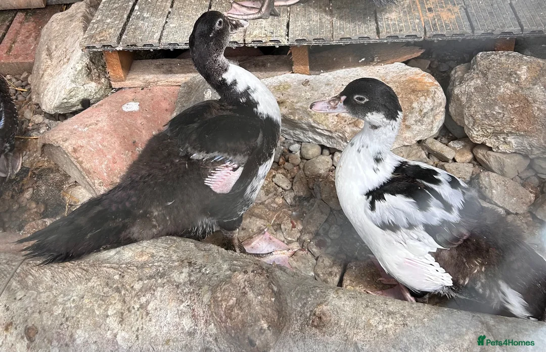 Ducks poultry for sale: Muscovy pairs  - Advert 1