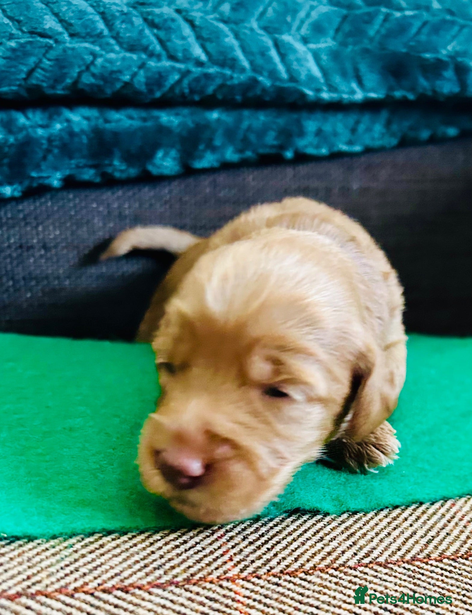 Labradoodle dogs Cute 🥰 Miniature Labradoodle Pups  - Advert 1