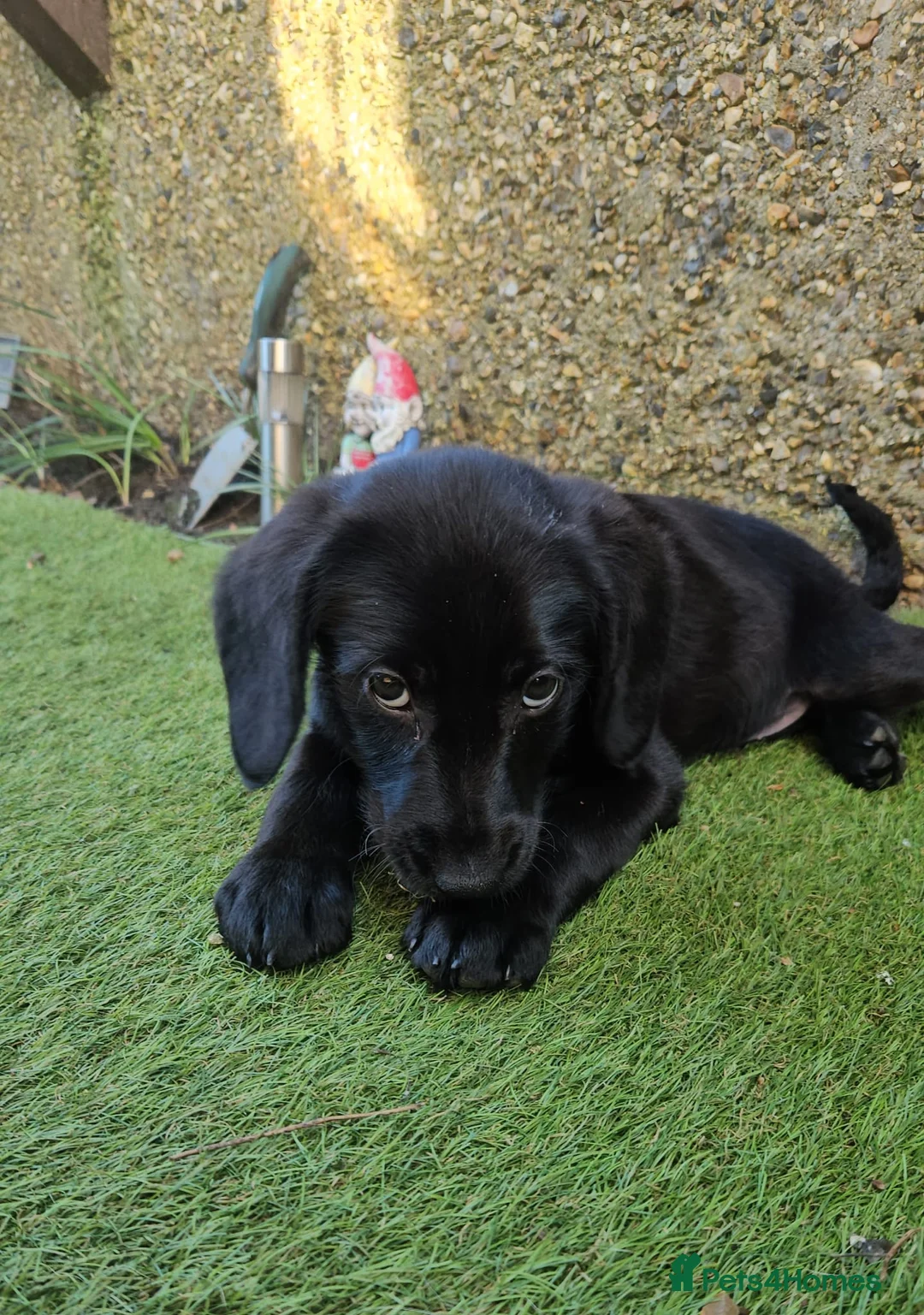 Labrador Retriever dogs for sale: Loving ❤️ home for millie  - Advert 2
