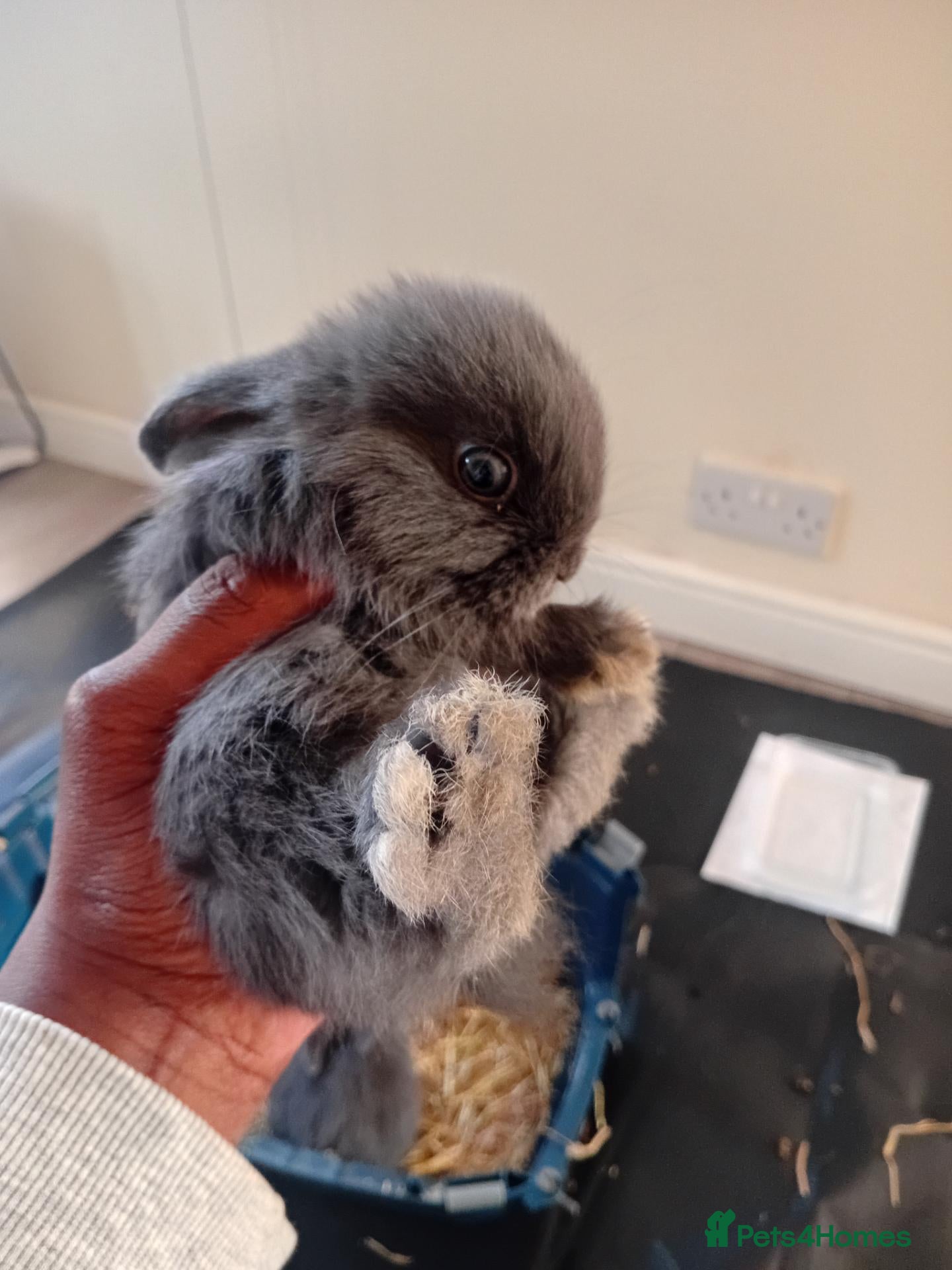 Mini Lop rabbits Adorable baby bunnies  - Advert 1