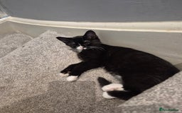 Mixed Breed cats for sale: Kittens for sale - Image 6