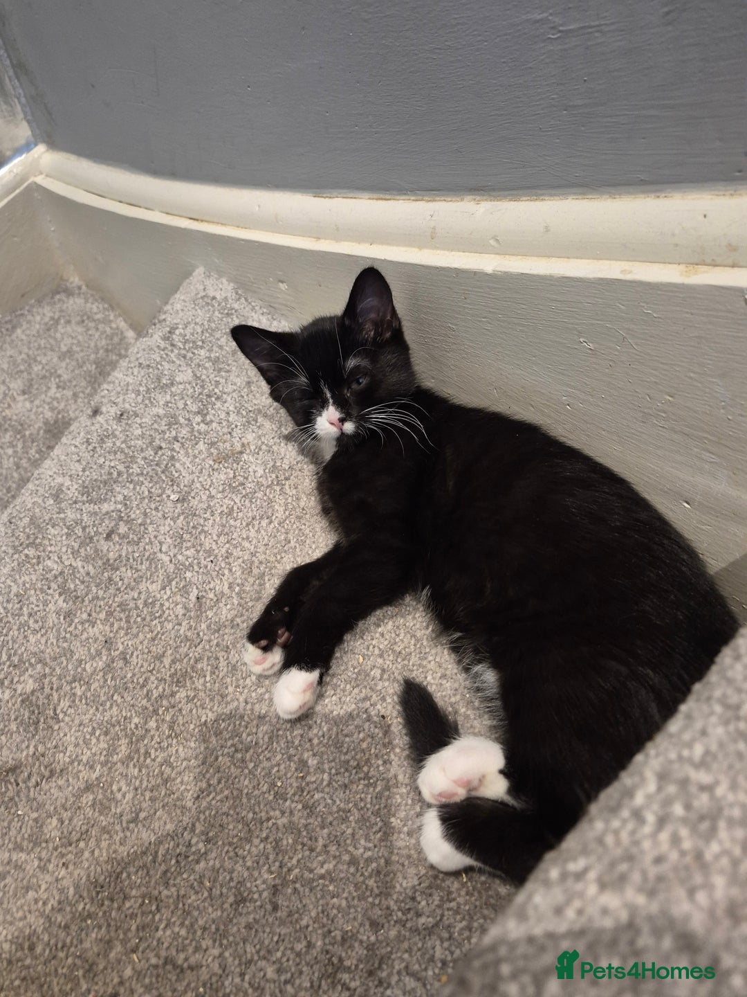 Mixed Breed cats for sale: Kittens for sale - Image 6