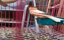 Canaries birds for sale: STAFFORD HERLIQUEEN RED FACTOR DIMORPHIC birds - Image 4