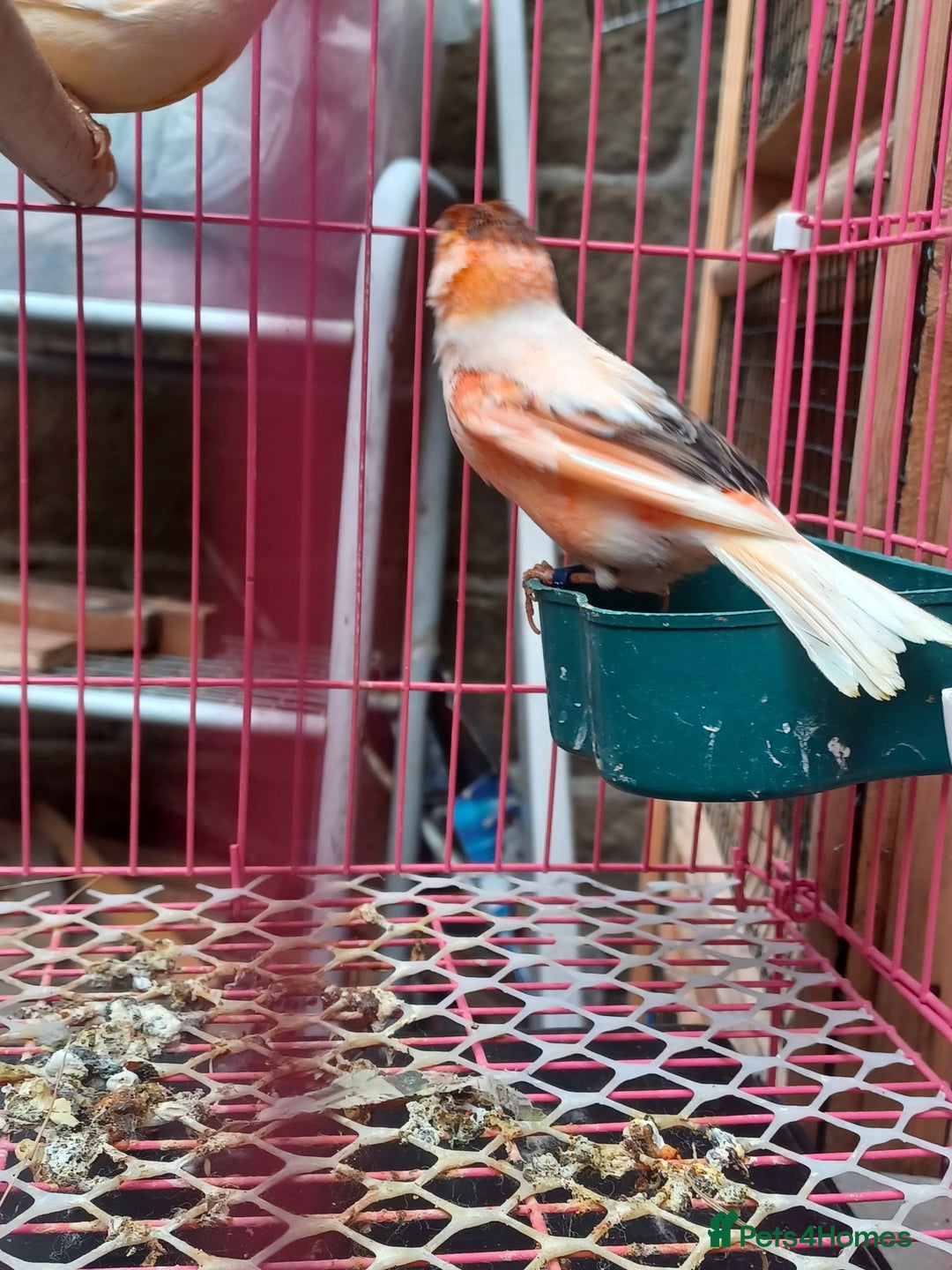Canaries birds for sale: STAFFORD HERLIQUEEN RED FACTOR DIMORPHIC birds - Image 4