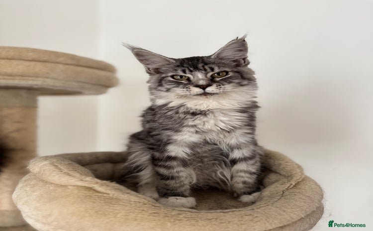 Maine Coon cats - Advert 13