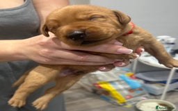 Labrador Retriever dogs for sale: 10 Beautiful Fox Red Labrador Puppies - Image 6