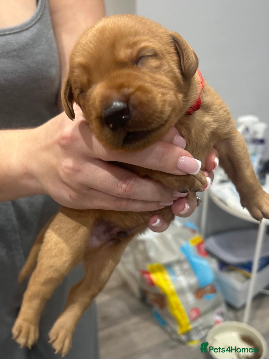 Labrador Retriever dogs for sale: 10 Beautiful Fox Red Labrador Puppies - Image 6