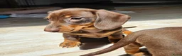 Miniature Dachshund dogs for sale: Mini Dachshund Puppies for sale  in Glasgow - Advert 12