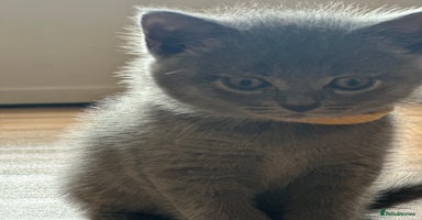 British Shorthair cats - Advert 12