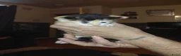 American Shorthair cats for sale: Fluffy kittens  in Walsall - Advert 4