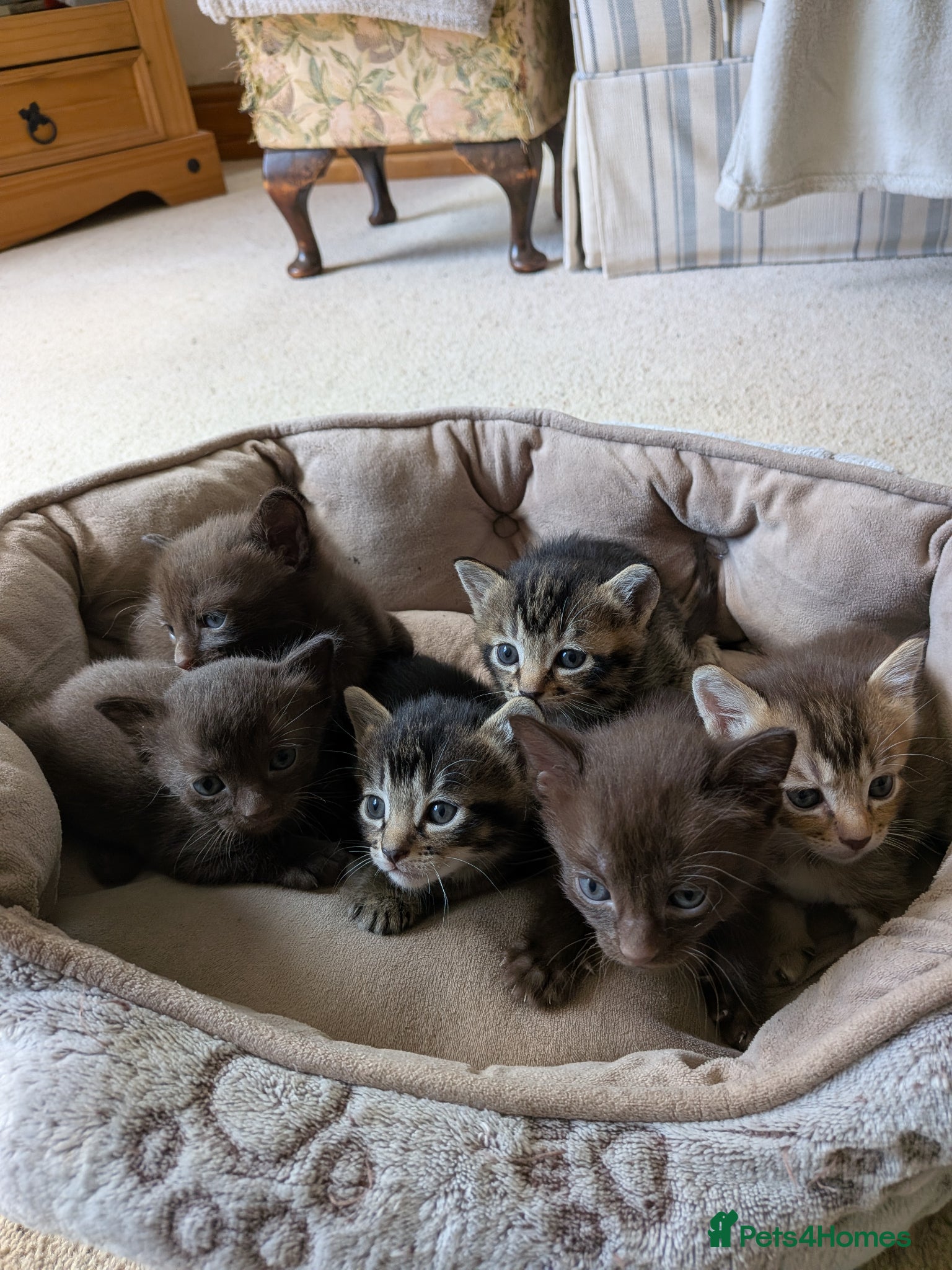Burmese cats for sale: Burmese cross kittens - Advert 9