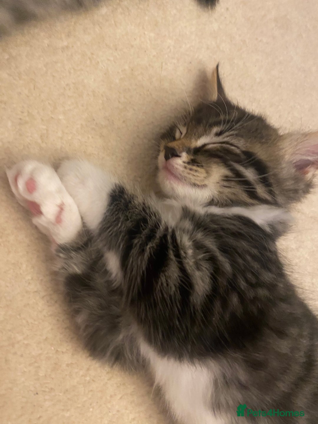 Mixed Breed cats for sale: 4 beautiful kittens for sale , 3 boys 1 girl  - Image 23