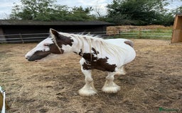 Irish Cob horses for sale: 2 year old cob - Image 1