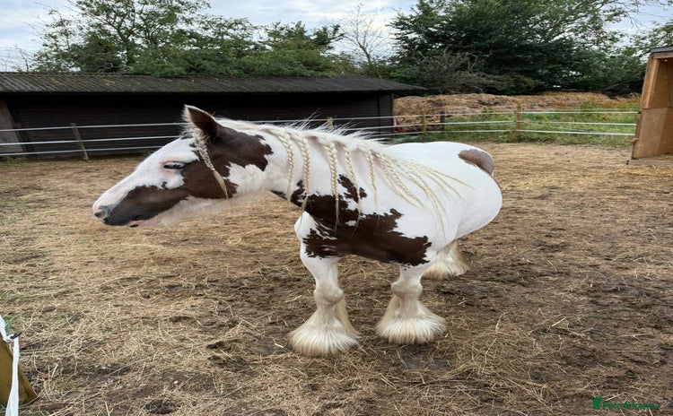 Irish Cob horses - Advert 16
