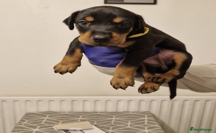 Dobermann dogs - Advert 2