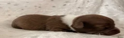 Chihuahua dogs for sale: Beautiful Chihuahua Puppies Raised in Loving Home - Advert 6