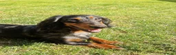 Dachshund dogs for stud: Rolo silver dapple miniature long-haired dachshund - Advert 1