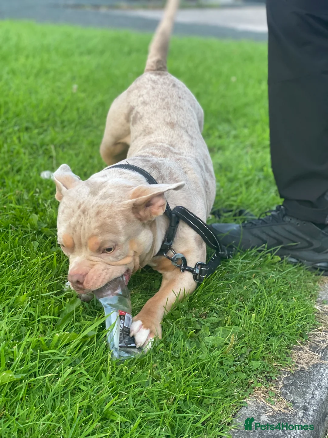 American Bully dogs for stud: Lilac tri Merle pocket bully ABKC registered in Manchester - Advert 12