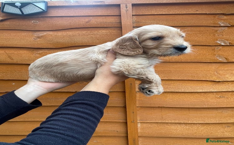 Cavapoo dogs - Advert 8
