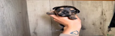 Mixed Breed 8