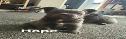 French Bulldog dogs for sale: Ready now!! Visual Fluffy French Bulldog puppies  - Advert 3