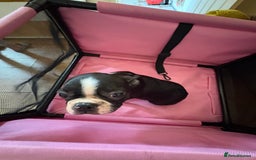 Boston Terrier dogs for sale: 🩷BOSTON TERRIER PUPPIES🩷 - Image 18