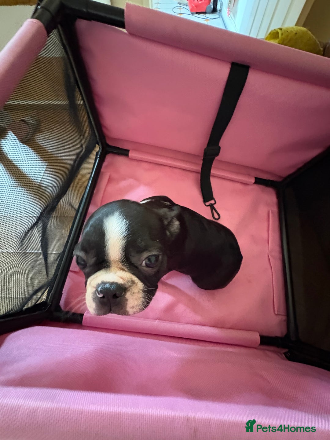 Boston Terrier dogs for sale: 🩷BOSTON TERRIER PUPPIES🩷 - Image 18