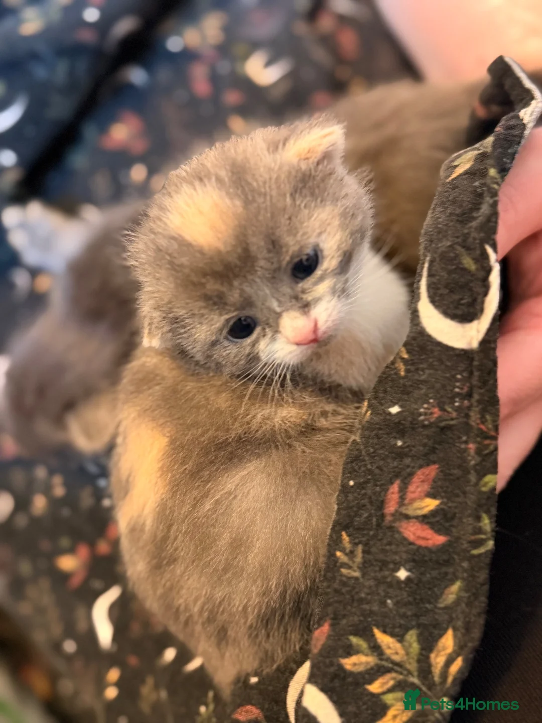 Mixed Breed cats for sale: Stunning Kittens for loving new homes - Advert 13