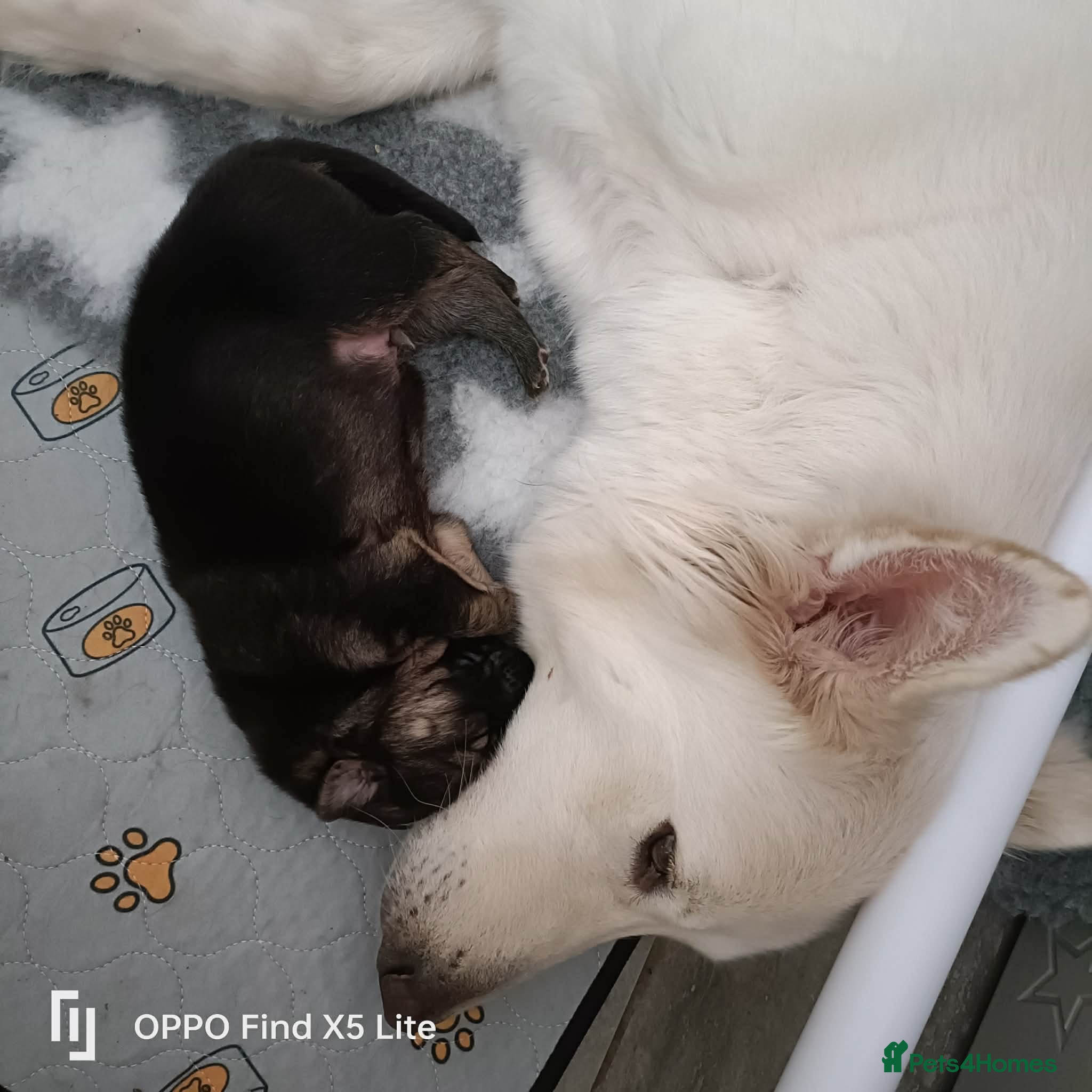 German Shepherd dogs German shepherd puppies - Advert 3