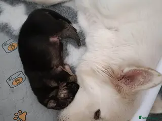 German Shepherd dogs German shepherd puppies - Advert 3