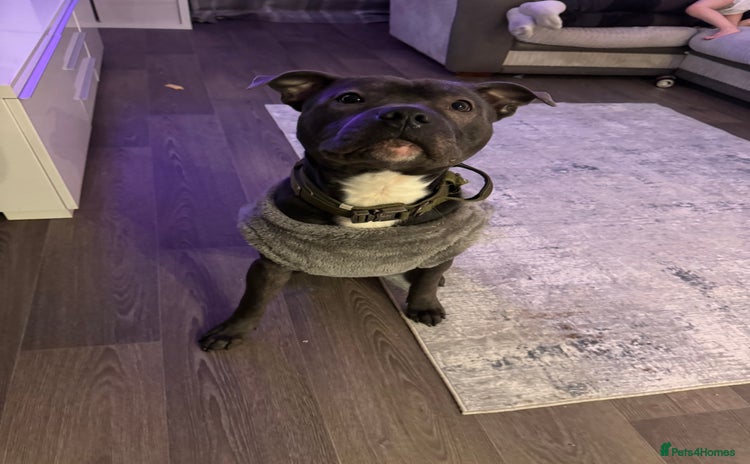 Staffordshire Bull Terrier dogs - Advert 10