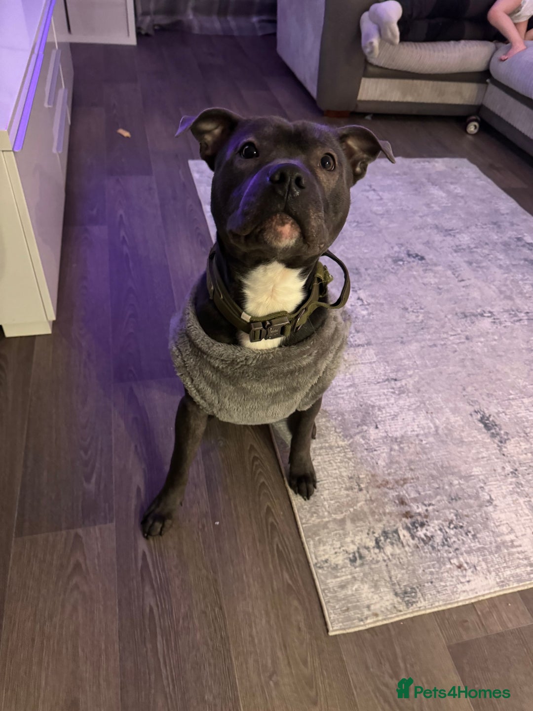 Staffordshire Bull Terrier dogs for sale: Blue Staffordshire bull terrier  - Image 1